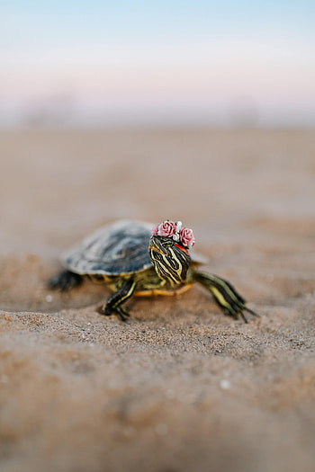 Animals, Sand, Animal, Carapace, Shell, Turtle HD phone wallpaper