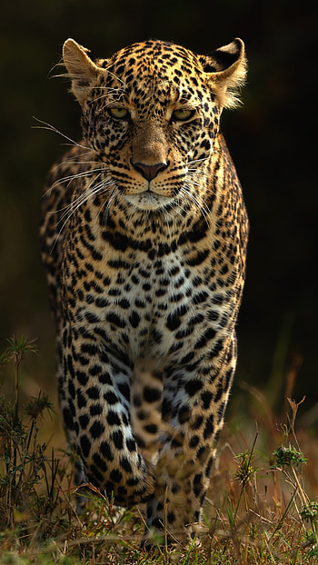 Leopards HD phone wallpaper