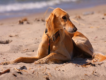 Animals, Sea, Beach, Sand, Dog, Beagle, Hound HD wallpaper