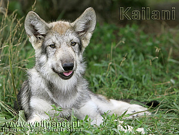 Wolf Pup, wolves, baby wolf, animals, dogs, nature, grey wolf HD wallpaper