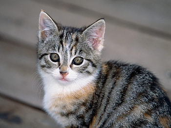 Animals, Kitty, Kitten, Muzzle, Striped, Squint, Blink HD wallpaper