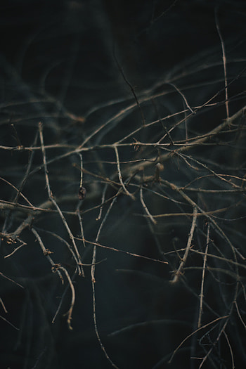 Macro, Blur, Smooth, Branches, Grey HD phone wallpaper