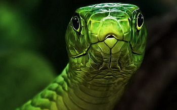 Common or Green Anaconda, Reptile, Genus Eunectes, Green Anaconda, Anaconda, Common Anaconda HD wallpaper