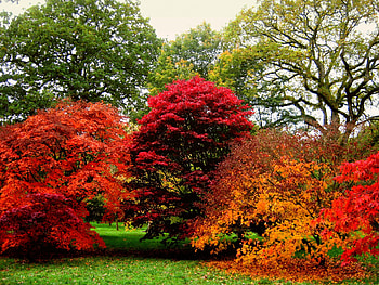 SHADES of AUTUMN, falls, trees, autumn, garden HD wallpaper
