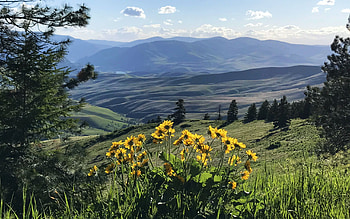 Sanders County, Montana, wildflowers, clouds, landscape, sky, mountains, usa HD wallpaper