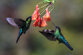 Hummingbird, Animal, Bird, Flower, Birds HD wallpaper