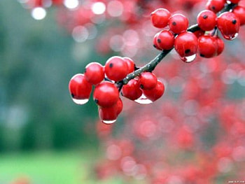 Red Spheres, rain, red, sphere, fruit, nature, dew HD wallpaper