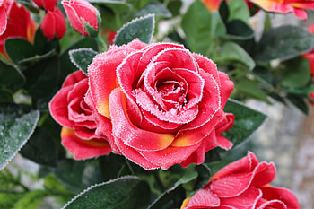 Rose, leaves, snowfrost, winter HD wallpaper
