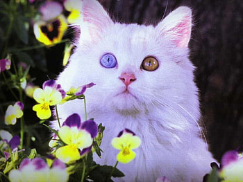 Lovely white cat, sweet, puppy, flower, cat, eye HD wallpaper