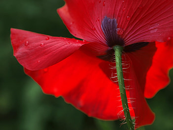 Plants, Flowers HD wallpaper