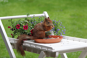 Animals, Squirrel, Flowers, Food HD wallpaper