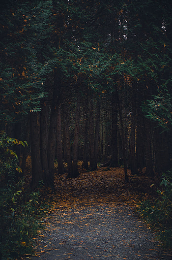 Nature, Trees, Autumn, Forest, Path, Stroll HD phone wallpaper