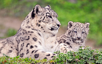 Animals, Grass, Snow Leopard, Sit, Young, Couple, Pair, Joey HD wallpaper