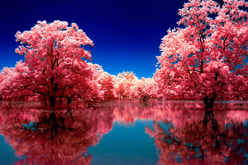 Autumn Reflection Trees, autumn, reflection, tree, nature, deviantart HD wallpaper