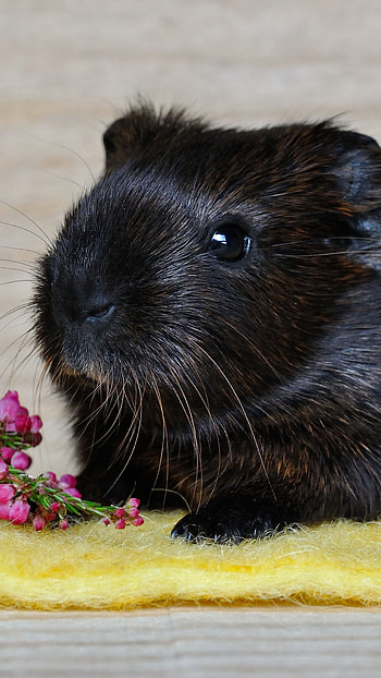 Guinea pig, Pets HD phone wallpaper