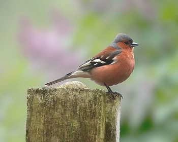 Bird Red Blue , bird, animals HD wallpaper