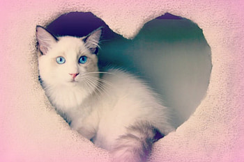 Waiting..., animal, white, blue eyes, alone, cat, valentine, pink, day, heart HD wallpaper
