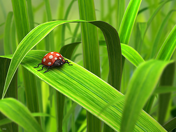 Little Bug, grass, bug, green, little HD wallpaper
