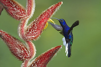 BLUE HUMMINGBIRD, blue, feathers, bird, flower, flight HD wallpaper