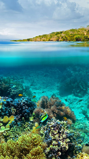 Abstract coral reef HD phone wallpaper