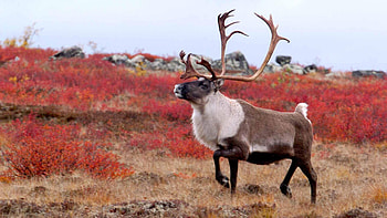 Caribou, Majestic creatures, Wild beauty, Natural wonders HD wallpaper