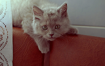 Animals, Cat, Fluffy, Kitty, Kitten, Astonishment, Surprise HD wallpaper