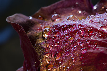 Drops, Macro, Petals, Surface HD wallpaper