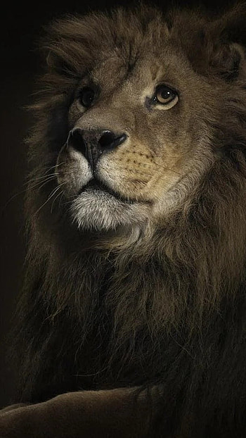 Lion , Dark Theme, Background HD phone wallpaper