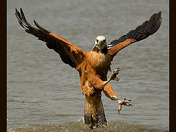 Dancing Eagle, cool, dancing, eagle HD wallpaper