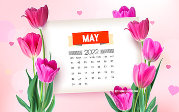 May 2022 Calendar, , pink tulips, spring background with tulips, May, 2022 spring calendars, spring flowers, 2022 May Calendar HD wallpaper