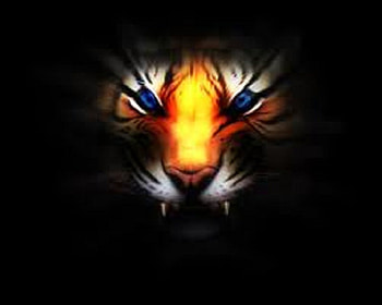 A Tiger's Eyes, blue, eyes, fierce, tiger HD wallpaper