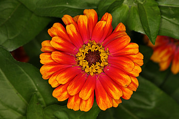 Flower, leaves, nature, orange HD wallpaper