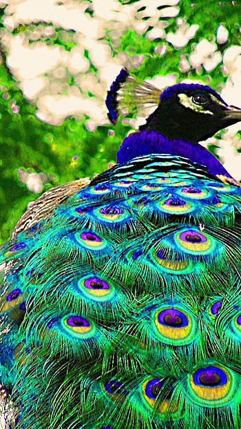 Peacock, Beautiful, Bird HD phone wallpaper