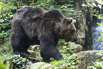 Animals, Bear, Stroll, Brown Bear HD wallpaper