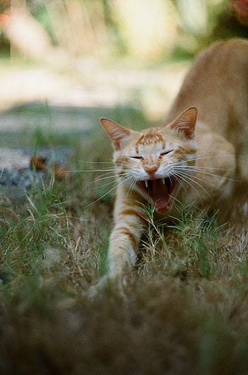 Animals, Cat, Pet, Fangs, Protruding Tongue, Tongue Stuck Out HD phone wallpaper