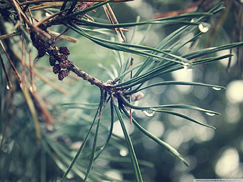 PINE BRANCH AFTER THE RAIN, rain, drops, close up, pine, branches, trees, , nature, water, forest, macro HD wallpaper