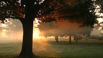 Beautiful Nature, green, beautiful, nature, sun, tree HD wallpaper