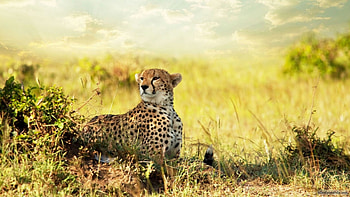 Cheetah, cat, wild, savannah HD wallpaper
