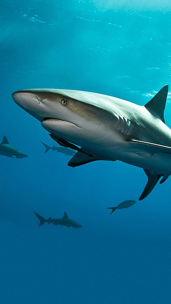 Shark, Killer Fish HD phone wallpaper