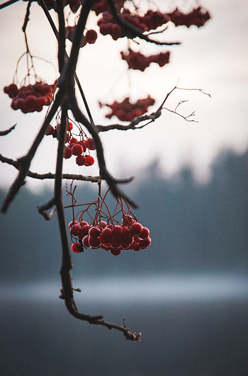 Nature, Berries, Plant, Branches HD phone wallpaper