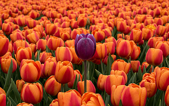 Flowers, Tulips, Violet, Flower Bed, Flowerbed, Purple, Contrast HD wallpaper
