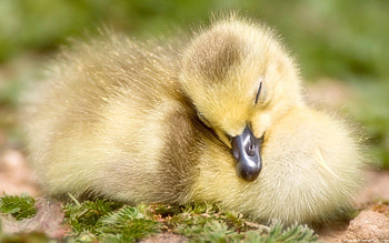 Animals, Bird, Beak, Sleep, Dream, Duckling HD wallpaper