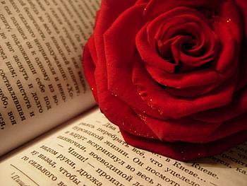 Plants, Flowers, Roses HD wallpaper