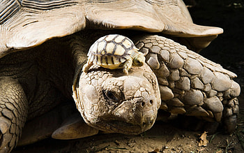 Animals, Young, Joey, Carapace, Shell, Turtle HD wallpaper