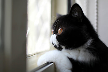 Animals, Cat, Color, Sight, Opinion, Profile, Black And White, Black-And-White, Looking Out The Window, Looks Out The Window HD wallpaper