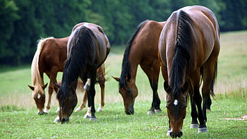 Animals, Horses HD wallpaper
