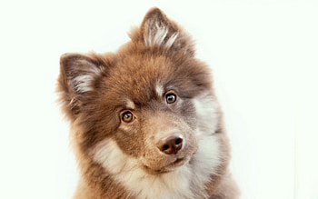 Animals, Muzzle, Spotty, Spotted, Puppy HD wallpaper