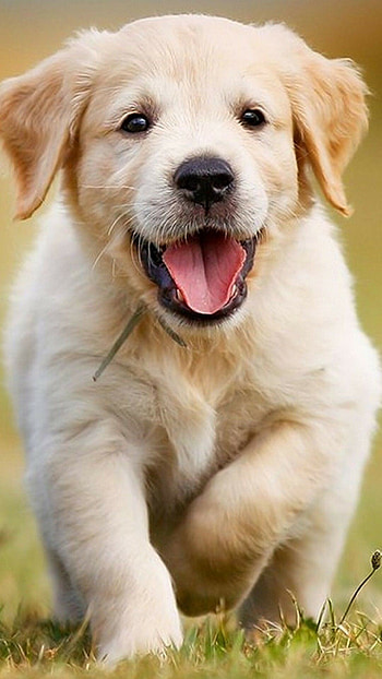 Baby dog , Ethereal cuteness, lion HD phone wallpaper