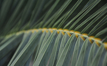 Grass, Leaves, Macro, Form, Branch HD wallpaper