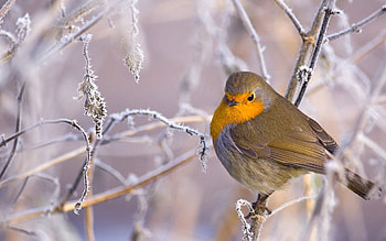 Birds in snow, Winter wonderland, Serene beauty, Feathered wildlife HD wallpaper